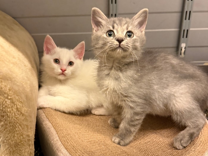 Polaris und Peppina suchen einen Top-Wohnungsplatz