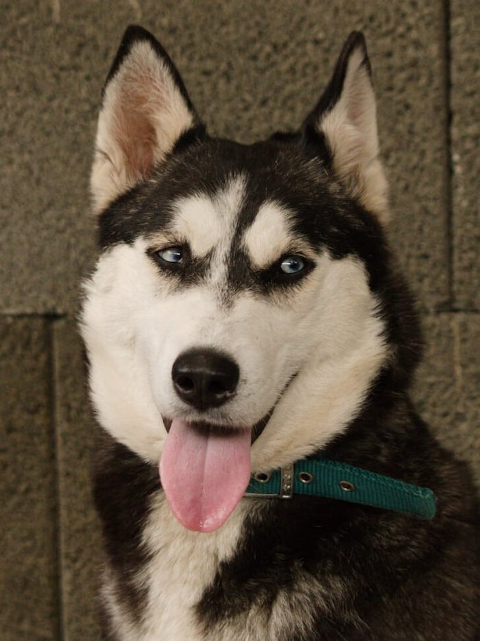 Hübsche Huskyhündin Maya