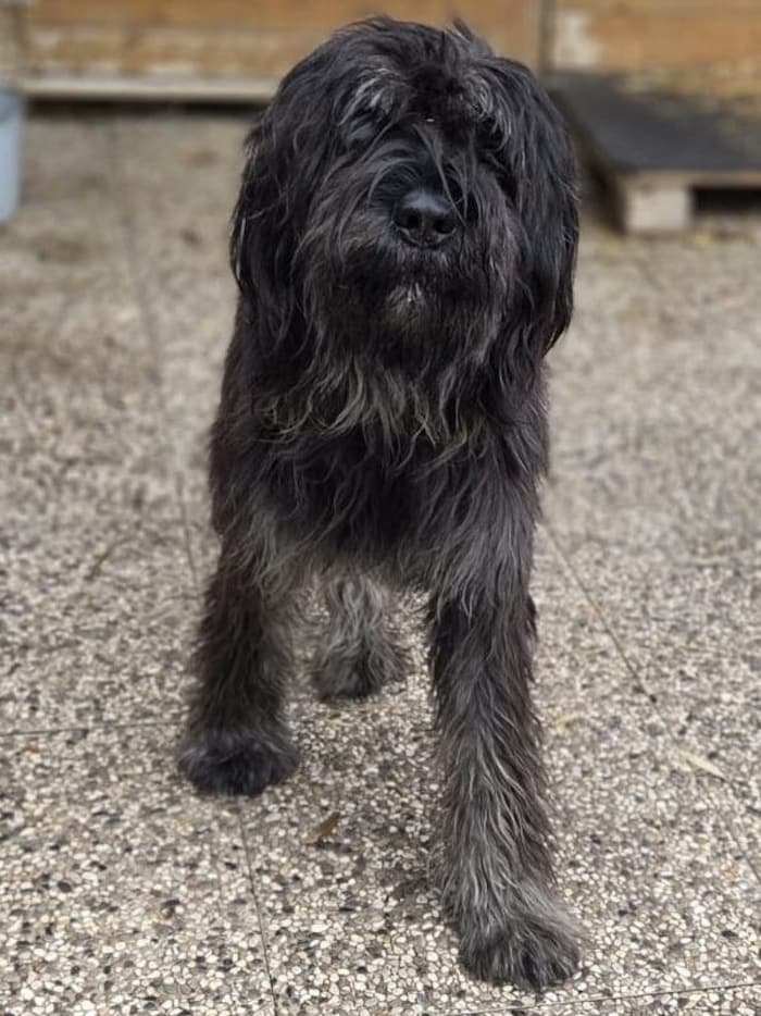 Wuscheliger Herzenshund Baron