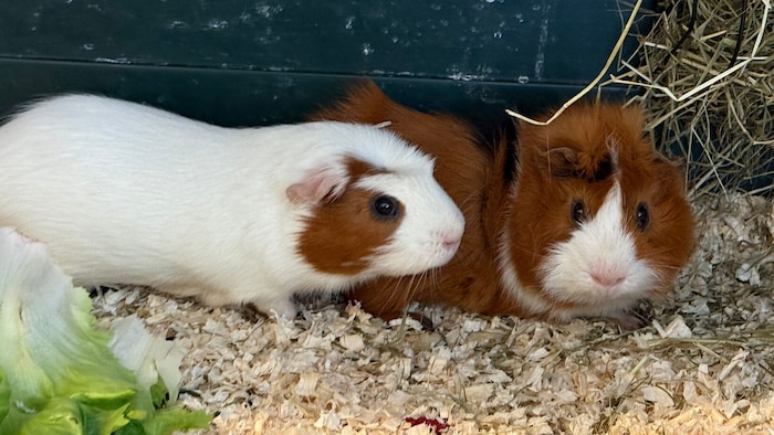 Gibt es gemeinsames Glück für diese lieben Freunde?