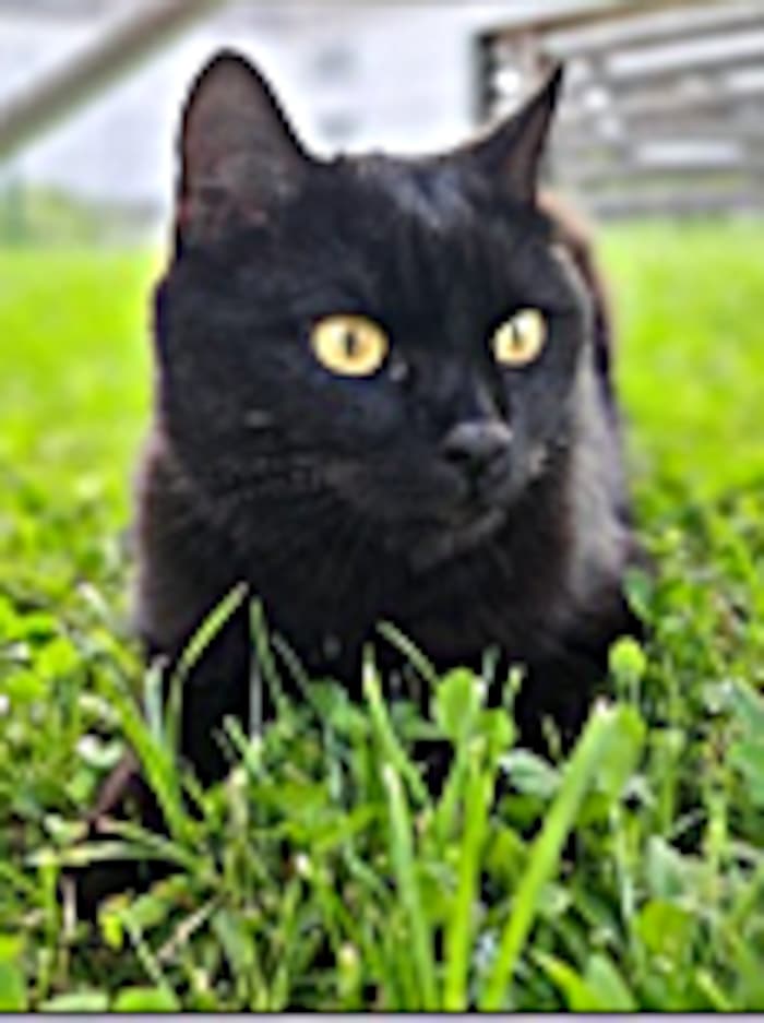 Wer hat diesen Kater gesehen?