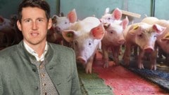 Josef Kaiser ist Obmann der Erzeugergemeinschaft Styriabrid. 