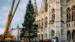 Der Weihnachtsbaum für den Rathausplatz ist Dienstagfrüh aufgestellt worden.