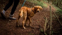 Wenn der Hund nicht auf Kommando zu seinem Besitzer zurückkommt, muss er an die Leine! 