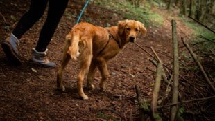 Wenn der Hund nicht auf Kommando zu seinem Besitzer zurückkommt, muss er an die Leine! 