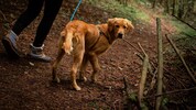 Wäre der Hund im Wald nicht angeleint, dürfte er vom örtlichen Jäger erschossen werden.