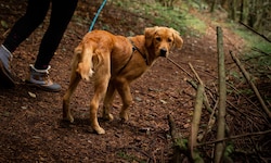 Wenn der Hund nicht auf Kommando zu seinem Besitzer zurückkommt, muss er an die Leine! 