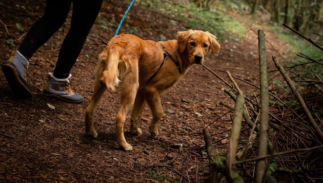 Wenn der Hund nicht auf Kommando zu seinem Besitzer zurückkommt, muss er an die Leine!