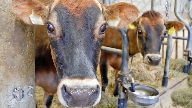 In einem Stall in Brixlegg kam es zu dem Vorfall (Symbolbild).