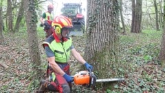 Künftig werden Waldbauern wohl sämtliche Holzverkäufe in einem Online-System der EU genau ...