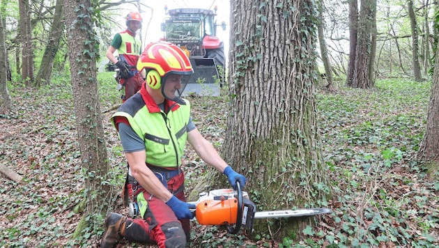 Künftig werden Waldbauern wohl sämtliche Holzverkäufe in einem Online-System der EU genau ...
