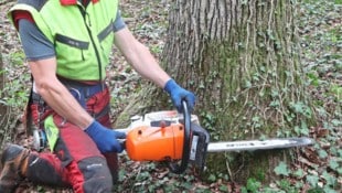 Künftig werden Waldbauern wohl sämtliche Holzverkäufe in einem Online-System der EU genau ...