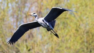 Ein Reiher (Symbolbild) verhedderte sich in Schwechat in einer Angelleine.
