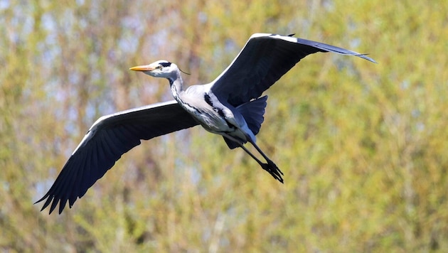 Ein Reiher (Symbolbild) verhedderte sich in Schwechat in einer Angelleine.