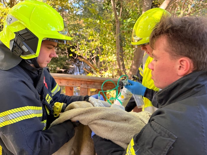 Vorsichtig befreiten Feuerleute den Vogel aus de rAngelleine.