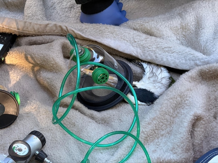 Der geschwächte Reiher wurde mittels Tierrettungsmaske mit Sauerstoff versorgt.