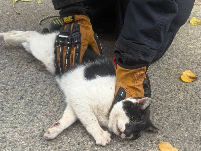 Bei der Rettung dieser Katze waren die Feuerwehrleute erfolgreich.