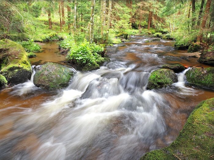 Unsere Wälder werden vorbildlich bewirtschaftet.
