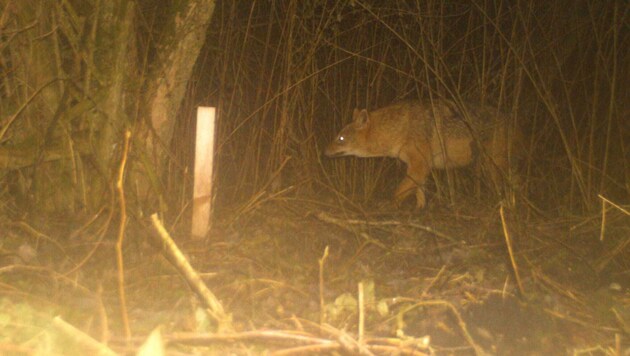 Goldschakale sind in Kärnten längst keine Seltenheit mehr.