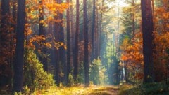 Der Oktober endet mild: Bis zu 20 Grad werden am Freitag erwartet (Symbolbild).