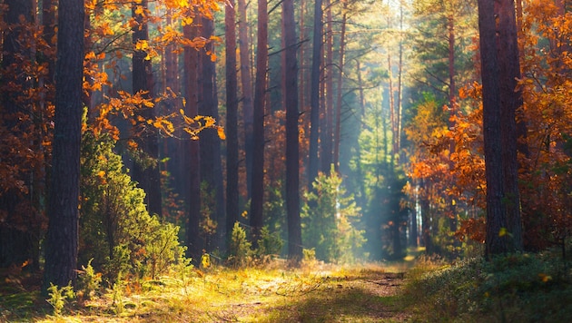 Der Oktober endet mild: Bis zu 20 Grad werden am Freitag erwartet (Symbolbild).