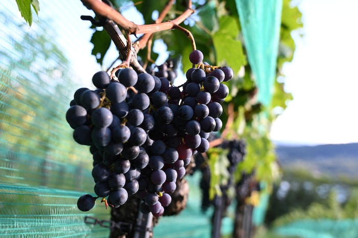 Der Weinbauverband Kärn- ten wurde 2001 gegründet. Die Zentren sind die Regio- nen Feldkirchen, ...