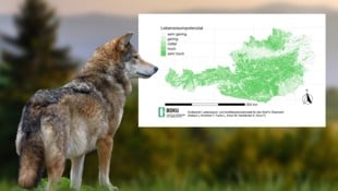 Seit Beginn der 2000er Jahre breitet sich der Wolf in Europa stetig aus. Nun hat die ...