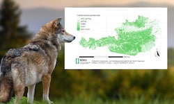 Seit Beginn der 2000er Jahre breitet sich der Wolf in Europa stetig aus. Nun hat die ...
