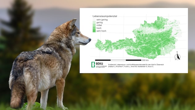 Since the early 2000s, wolves have been steadily spreading across Europe. BOKU has now ...