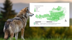 Seit Beginn der 2000er Jahre breitet sich der Wolf in Europa stetig aus. Nun hat die ...