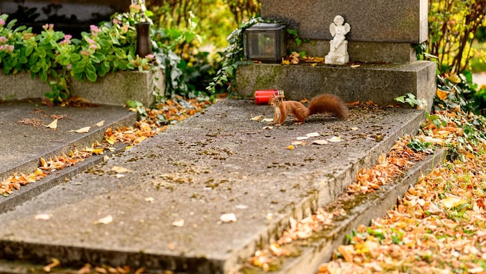 Beim Spazieren am Zentralfriedhof trifft man immer wieder auf Rehe, Hamster und auch ...