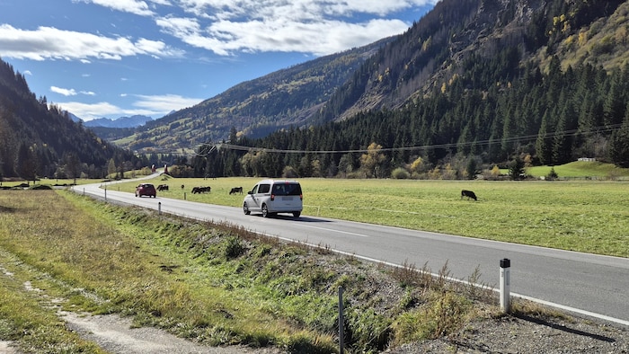 Rücksichtslose Autofahrer auf der „Stadlergerade“ im Mölltal gefährden die Kühe.