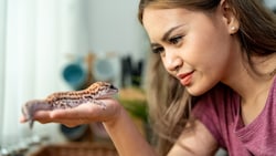 Der kleine „Mr. Bean“ ist wohlauf (Symbolbild).