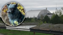 Einige Hunde im Sperrgebiet von Tschernobyl erleben aktuell ein „blaues Wunder“ ...