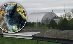 Einige Hunde im Sperrgebiet von Tschernobyl erleben aktuell ein „blaues Wunder“ ...