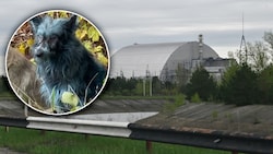 Einige Hunde im Sperrgebiet von Tschernobyl erleben aktuell ein „blaues Wunder“ ...