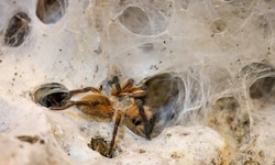 Giftige Blaue Jemen-Vogelspinne in ihrem Netz