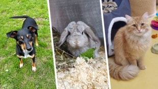 Raika, Avocado und Minnos warten noch auf ihre Lebensplätze.