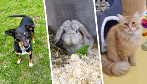 Raika, Avocado und Minnos warten noch auf ihre Lebensplätze.