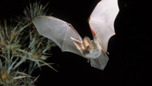Fledermäuse sind wahre Nutztiere, aber sie benötigen genügend sichere Rückzugsorte, um im Wald ...