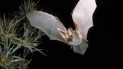 Fledermäuse sind wahre Nutztiere, aber sie benötigen genügend sichere Rückzugsorte, um im Wald ...