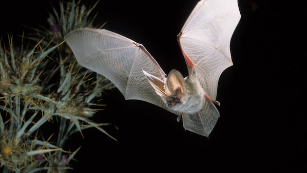 Fledermäuse sind wahre Nutztiere, aber sie benötigen genügend sichere Rückzugsorte, um im Wald ...
