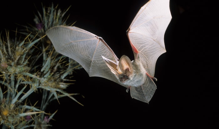 Aus die Fledermaus: Wegen eines möglichen Vorkommens der geflatterten Gesellen soll der geplante ...