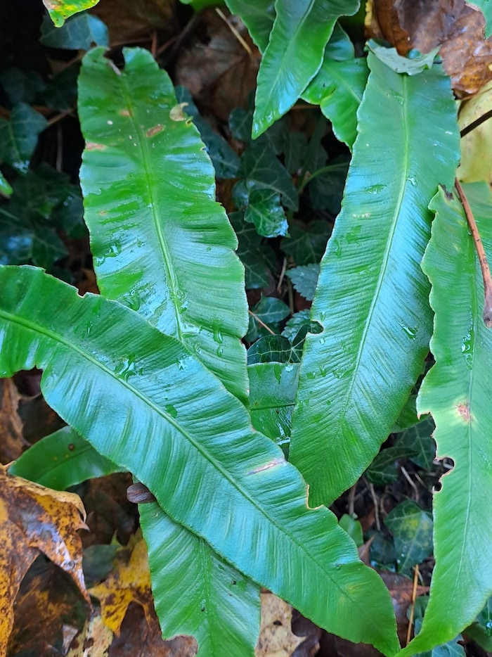 Der Hirschzungenfarn.