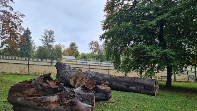 Gefällte Buchen im privaten Bereich des Parks.