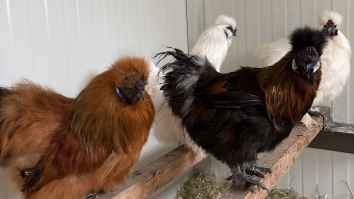 Seidenhühner hoffen aufs große Glück!