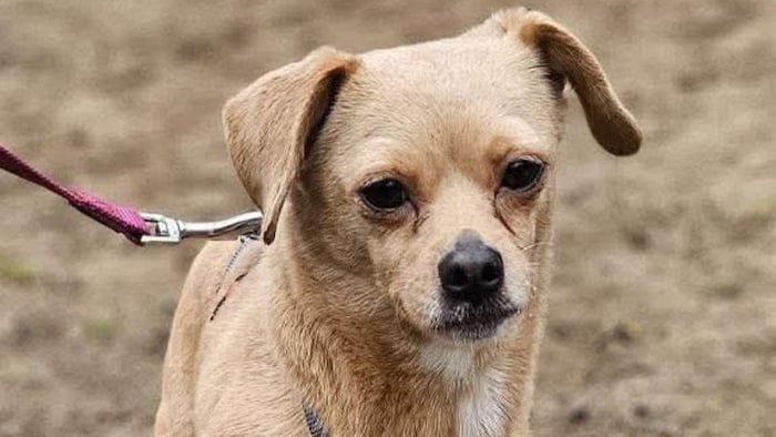 Wer gibt ihr eine Chance?