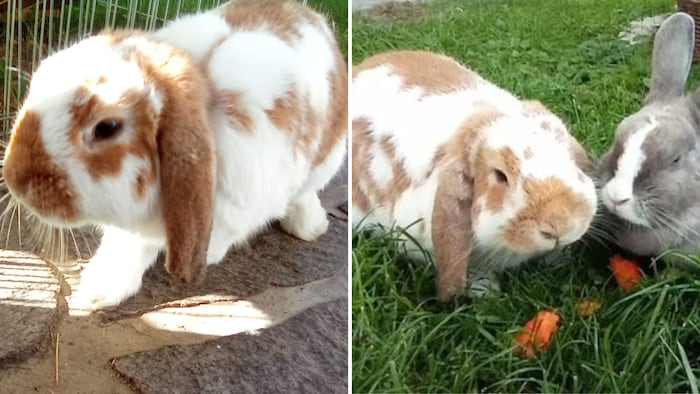 Wo ist Benni hingehoppelt?