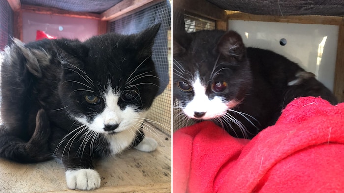 Blindes Kätzchen möchte wieder in ihr Stübchen.