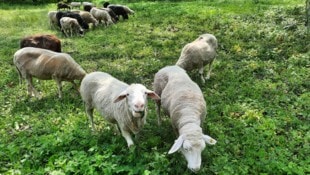 Die Schafe des Bauern blieben ungeimpft. (Symbolbild)